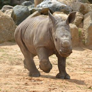 Colchester Zoo Mabaso