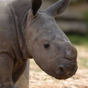Colchester Zoo Mabaso