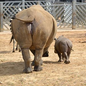 Colchester Zoo Mabaso