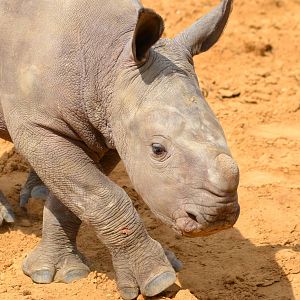 Colchester Zoo Mabaso