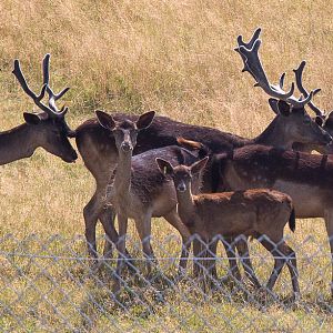 Black fallow deer : Whipsnade : 03 Aug 2014