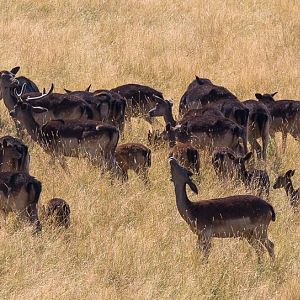 Black fallow deer : Whipsnade : 03 Aug 2014