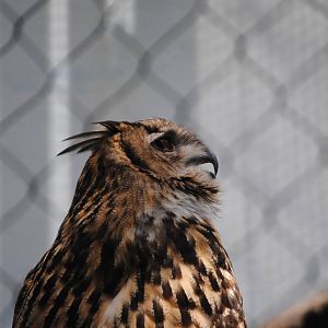 Eurasian Eagle-Owl