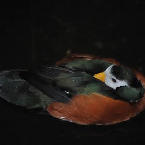 African Pygmy Goose