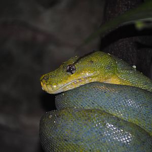 Green Tree Python