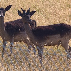 Black fallow deer : Whipsnade : 03 Aug 2014