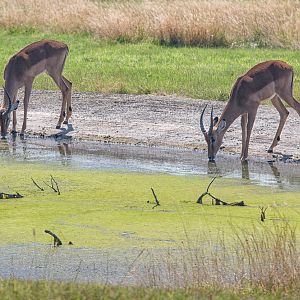 Impala (drinking) : Whipsnade : 03 Aug 2014