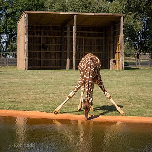 Reticulated giraffe (drinking) : Whipsnade : 03 Aug 2014
