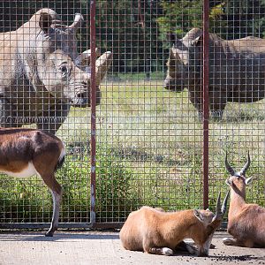 Southern white rhinoceros and blesbok : Whipsnade : 03 Aug 2014
