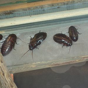 Flat horn hissing cockroach