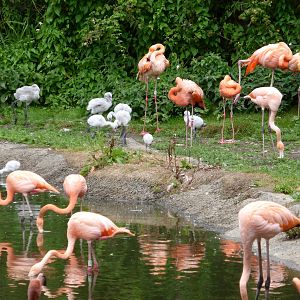 Caribbean flamingos