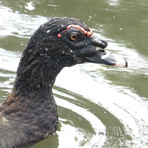 Wild-type muscovy duck
