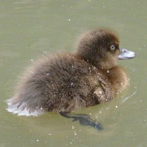Tufted duckling