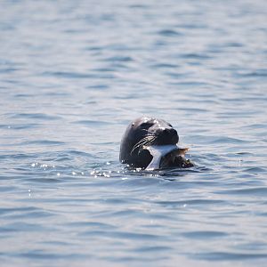Grey seal eating flatfish