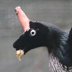 Horned guan (Oreophasis derbianus)