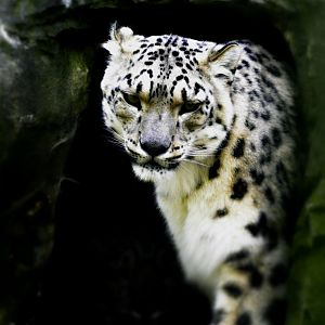 SNOW LEOPARD