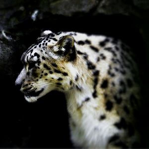 SNOW LEOPARD