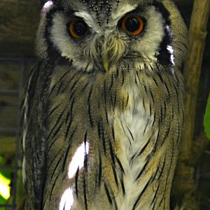 WHITE FACED SCOPS OWL