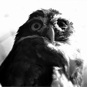 SPECTACLED OWL
