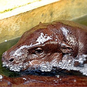 PGMY HIPPO CALF