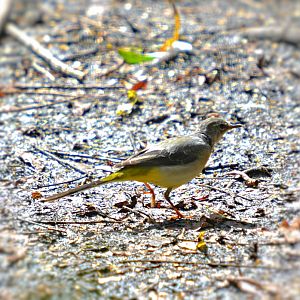 GREY WAGTAIL