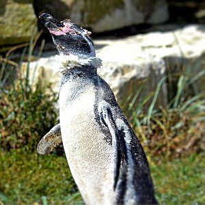 HUMBOLDT PENGUIN