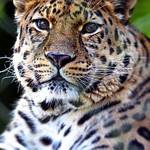 AMUR LEOPARD