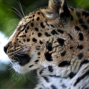 AMUR LEOPARD