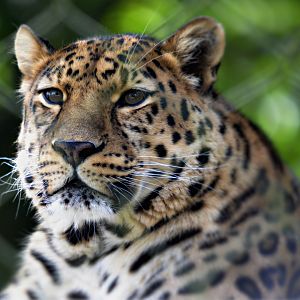 AMUR LEOPARD