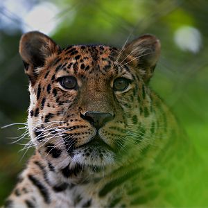 AMUR LEOPARD