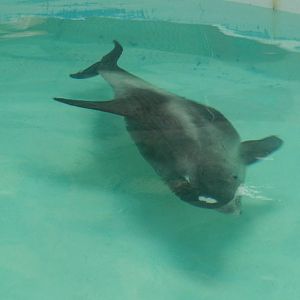 Lagenorhynchus albirostris