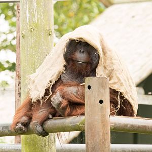 TUAN  Bornean Orangutan Male