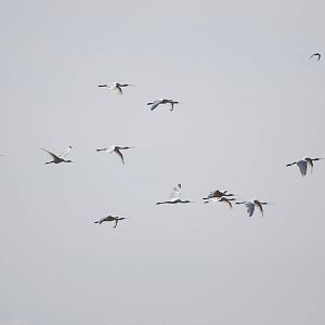 Eurasian spoonbills