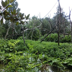 wanderoo (macaca silenus) exhibit - Diergaarde Blijdorp