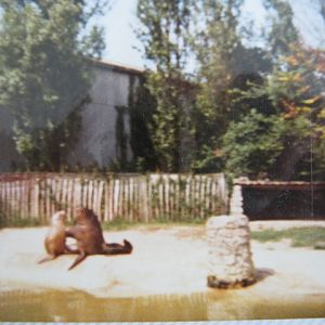 Pair Patagonian Sealions August 1984