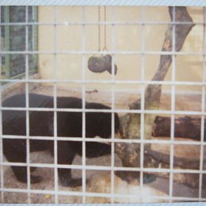 Male Malayan Sun Bear Bruno August 1984