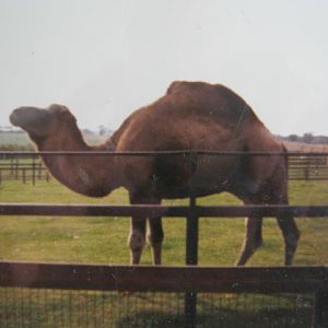 Arabian Camel. August 1984