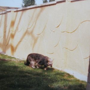 Binturong August 1984