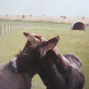 Friendly Donkeys August 1984.