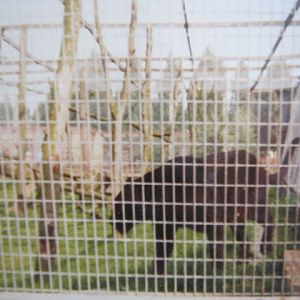 Melanistic Leopard August 1984.