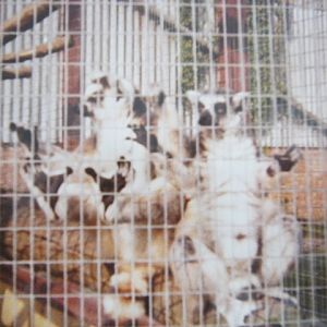 Ring-tailed Lemurs. August 1984.