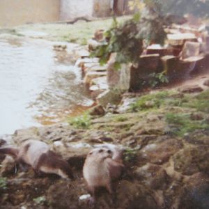 Asian Short-Clawed Otters, August 1984.
