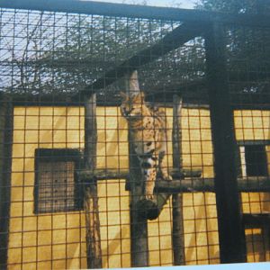 Basildon Zoo (closed). Serval April 1989.