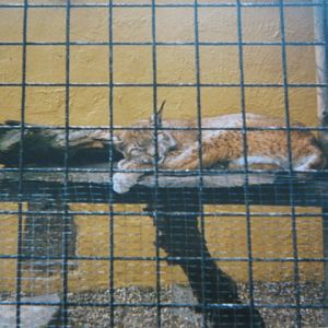Basildon Zoo (closed). European Lynx April 1989.
