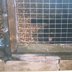 Basildon Zoo (closed). Melanistic Leopard cub.