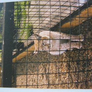 Elderly European Lynx Basildon Zoo April 1989.
