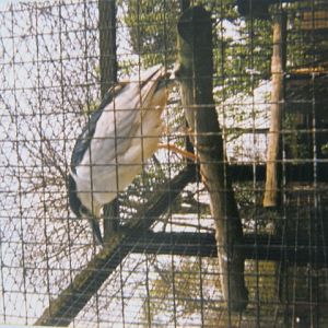 Black-Crowned Night Heron Basildon Zoo 1989.