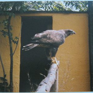 Common Buzzard Basildon Zoo April 1989.