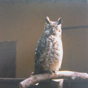 Magellan Eagle Owl Basildon Zoo 1989.