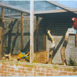 Various macaws, Basildon Zoo 1989.
